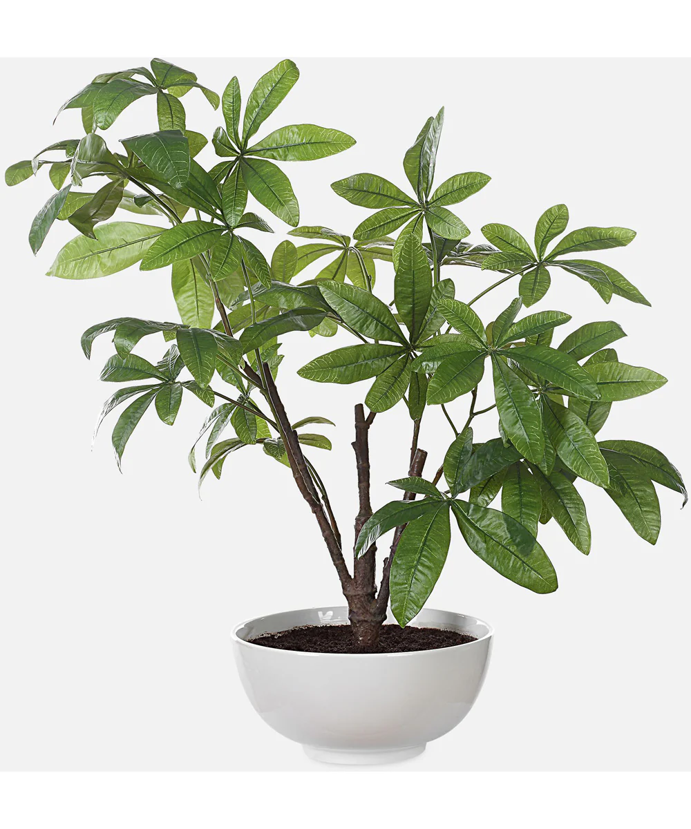 Pachira Money Tree