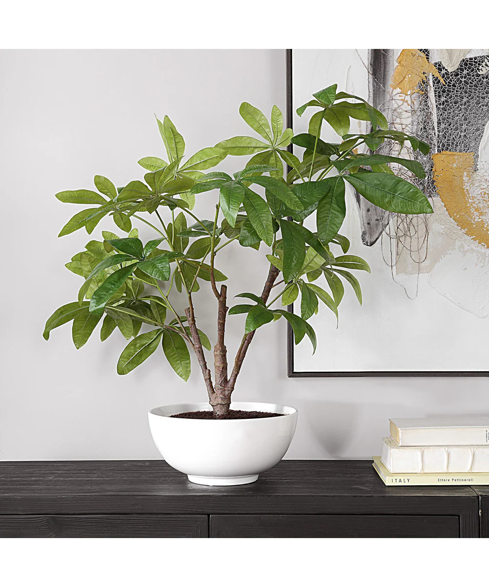 Pachira Money Tree - Image 2
