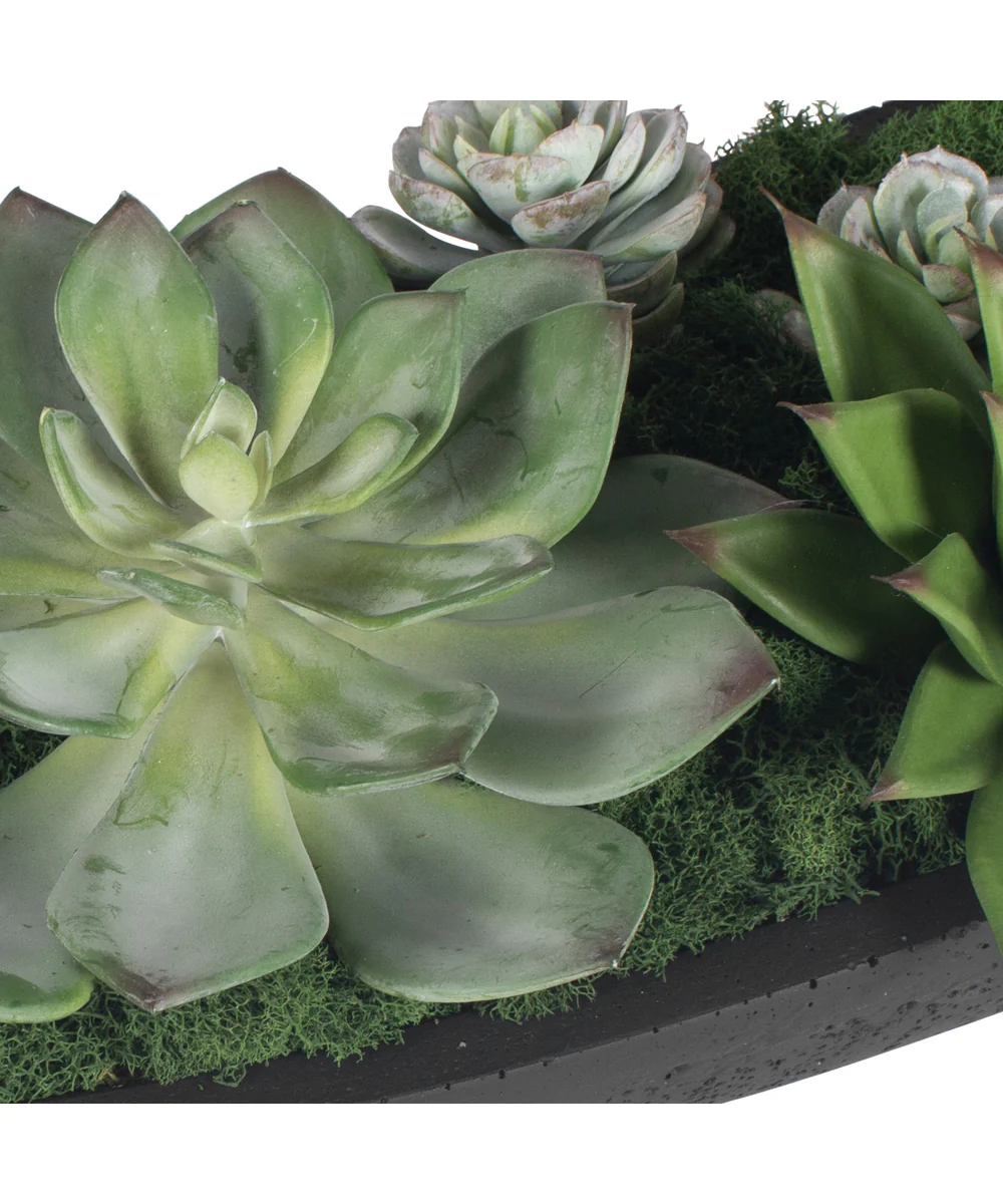 Verde Succulent Centerpiece In Bowl - Image 4