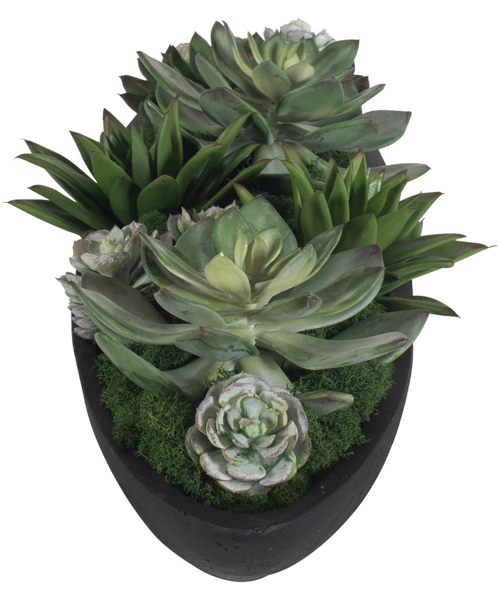 Verde Succulent Centerpiece In Bowl - Image 5